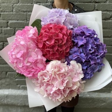 Софія Софія